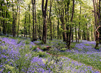 Bluebells at Whitemoss Common near Grasmere. Landscape photography by Martin Lawrence