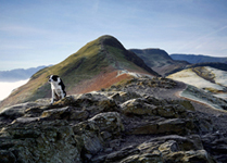 Its a dogs life above the clouds on Catbells. Landscape photography by Martin Lawrence
