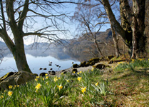 Daffodils at Wordsworth Point, Ullswater. Landscape photography by Martin Lawrence